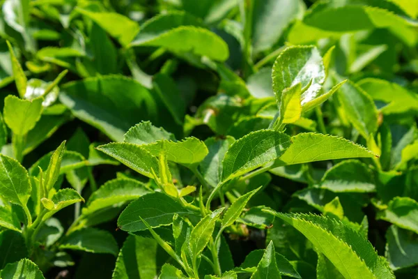 Parlak yeşil yapraklı çalılar. bahar arkaplanı 