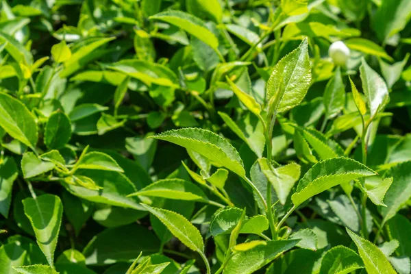 Parlak yeşil yapraklı çalılar. bahar arkaplanı 