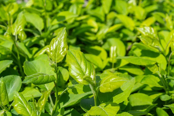 Parlak yeşil yapraklı çalılar. bahar arkaplanı 