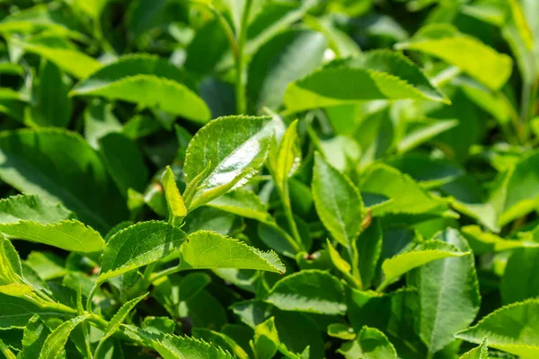 Parlak yeşil yapraklı çalılar. bahar arkaplanı 