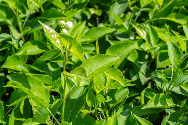 Parlak yeşil yapraklı çalılar. bahar arkaplanı 