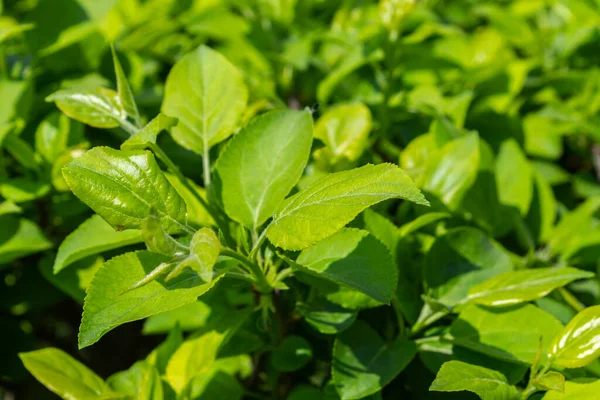 Parlak yeşil yapraklı çalılar. bahar arkaplanı 