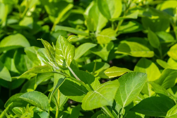 Parlak yeşil yapraklı çalılar. bahar arkaplanı 
