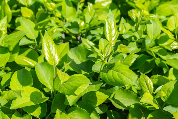 Parlak yeşil yapraklı çalılar. bahar arkaplanı 
