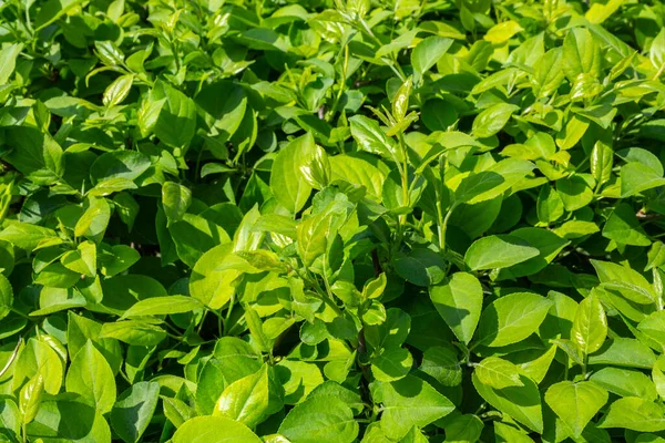 Parlak yeşil yapraklı çalılar. bahar arkaplanı 