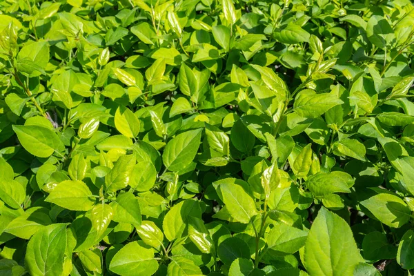 Parlak yeşil yapraklı çalılar. bahar arkaplanı 