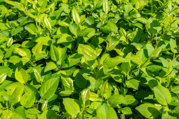 Parlak yeşil yapraklı çalılar. bahar arkaplanı 
