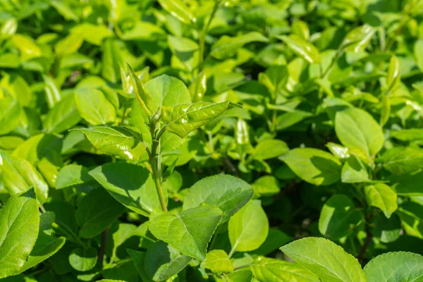 Parlak yeşil yapraklı çalılar. bahar arkaplanı 