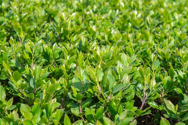 Ярко Зеленые Молодые Листья Изгороди Весна Фон — стоковое фото