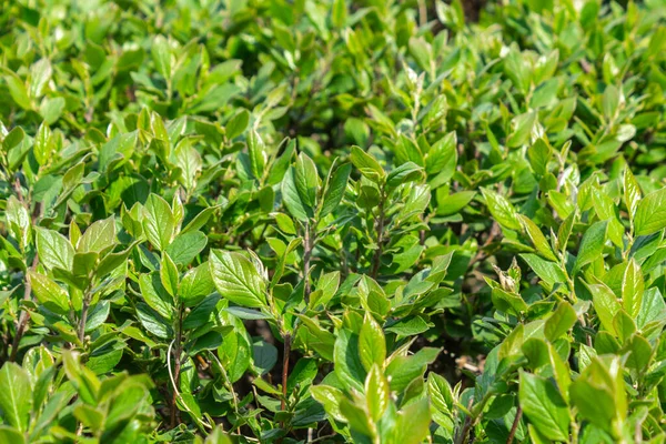 Parlak yeşil yapraklı çalılar. bahar arkaplanı 