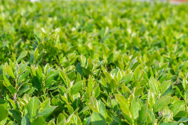 Parlak yeşil yapraklı çalılar. bahar arkaplanı 