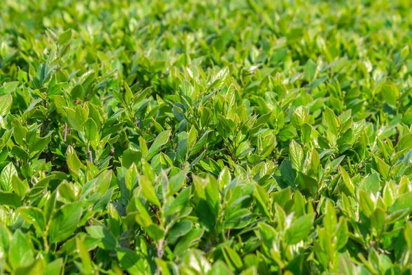 Parlak yeşil yapraklı çalılar. bahar arkaplanı 