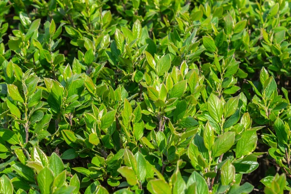 Parlak yeşil yapraklı çalılar. bahar arkaplanı 