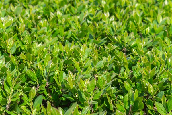 Parlak yeşil yapraklı çalılar. bahar arkaplanı 