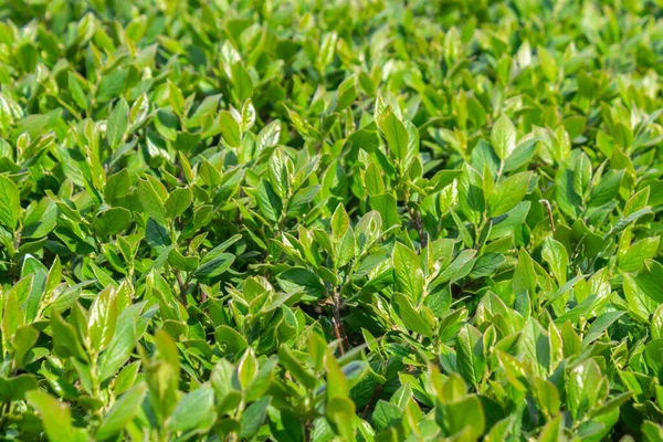 Parlak yeşil yapraklı çalılar. bahar arkaplanı 