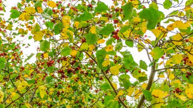 Sonbaharda bir dalda kırmızı dağ külleri (rowanberry), sarı yeşil dallarda kırmızı dağ külleri, bir demet olgun dağ külleri, bir rowan ağacı üzerinde rowan