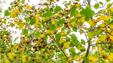 Sonbaharda bir dalda kırmızı dağ külleri (rowanberry), sarı yeşil dallarda kırmızı dağ külleri, bir demet olgun dağ külleri, bir rowan ağacı üzerinde rowan