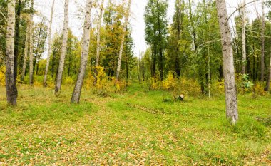 Ormanda sarı ve yeşil ağaçlar, manzara