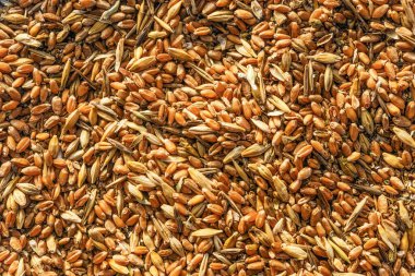 Farklı tanelerin karışımı, altın buğday taneleri, karışık arpa ve yulaf tohumları, hayvan yemi için tahıl karışımı, sarı mısır dokusu
