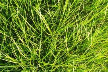 Kumun üzerinde uzun yeşil çimenler