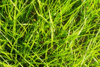 Kumun üzerinde uzun yeşil çimenler