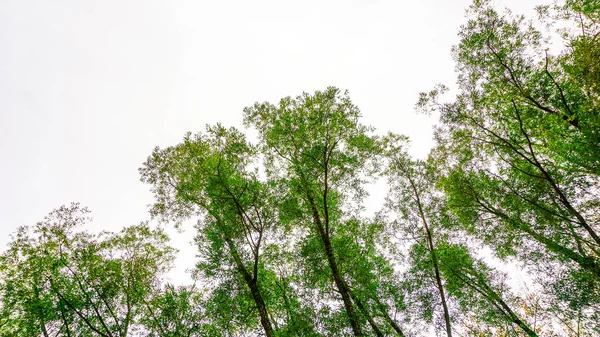 Ramas Con Hojas Verdes Contra Fondo Del Cielo Vista Desde —  Fotos de Stock