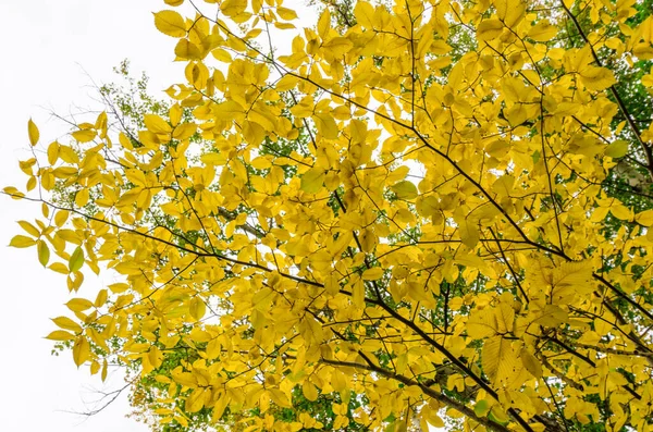 Gałęzie Żółtymi Zielonymi Liśćmi Tle Nieba Widok Dołu Górę Jesień — Zdjęcie stockowe