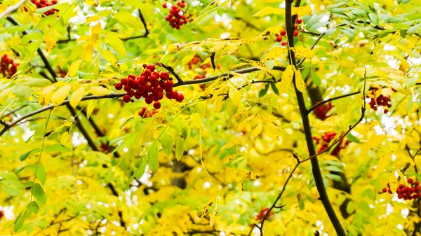 秋天的树枝上 长满了红色的山灰 黄绿的树枝上 长满了红色的山灰 成熟的山灰浆果 长满了树莓 — 图库照片