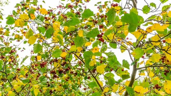 red clusters of mountain ash (rowanberry) on a branch in autumn, red bunches of mountain ash on yellow green branches , bunch of ripe mountain-ash berries, rowan on a rowan tree