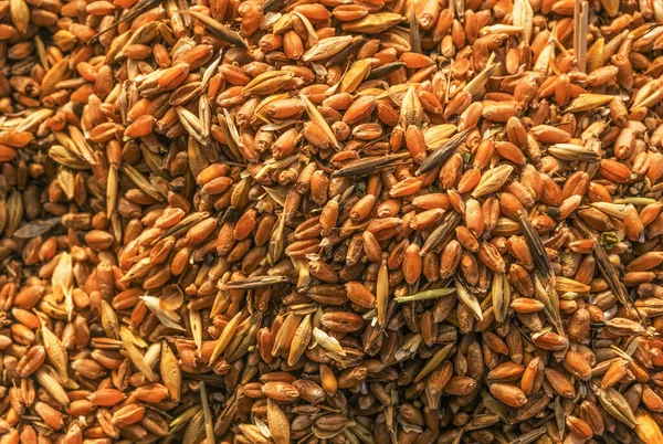 Mischung Aus Verschiedenen Körnern Goldenen Weizenkörnern Hintergrund Aus Gemischten Gersten — Stockfoto