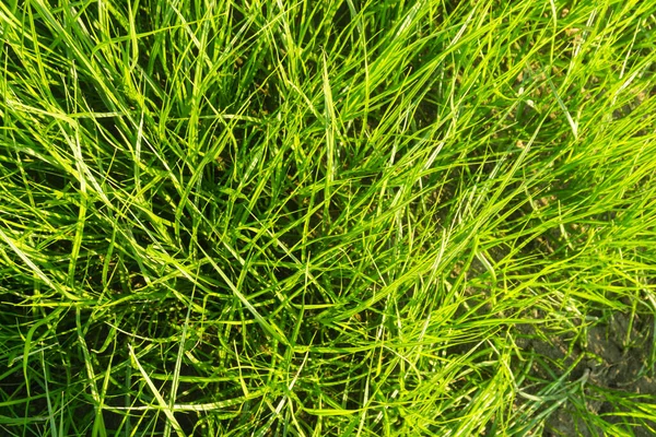 Long Green Grass Sand Background — Stock Photo, Image