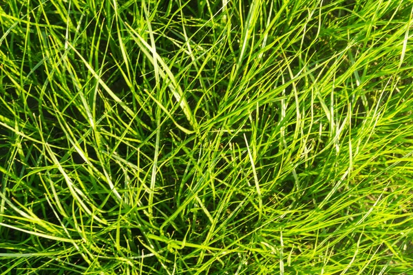 沙地背景上的绿色长草 — 图库照片