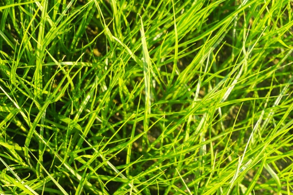 Kumun üzerinde uzun yeşil çimenler