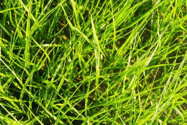 Kumun üzerinde uzun yeşil çimenler