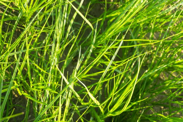 Long Green Grass Sand Background — Stock Photo, Image