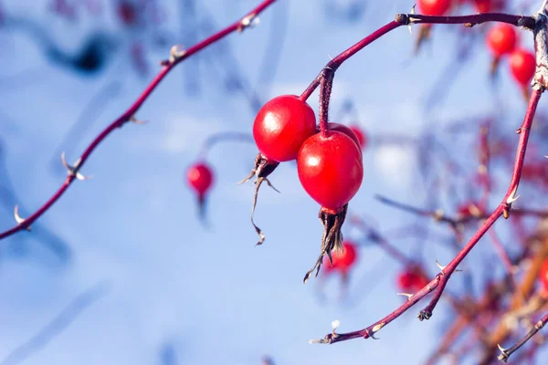 Roter Hund Stieg Auf Einem Busch Winter Nahaufnahme Heckenrose Beere — Stockfoto