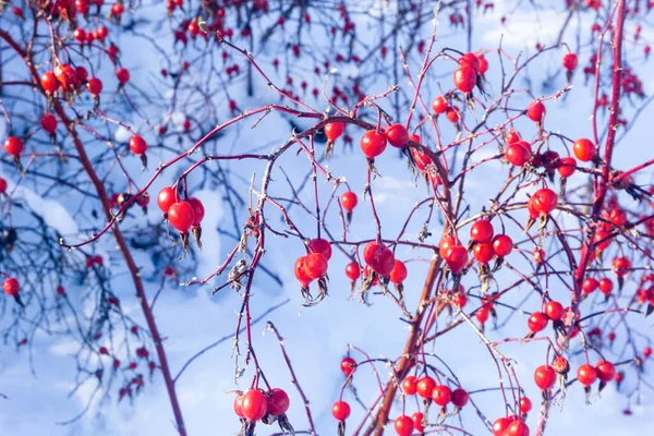 冬には赤い犬が茂みに立ち 凍結したバラのヒップベリーの背景にあるドングローズベリーを閉じます — ストック写真