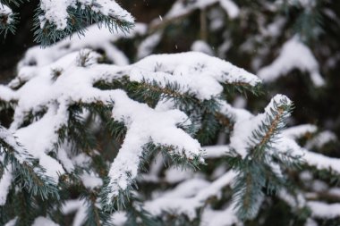 Karda köknar dalları