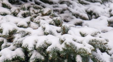 Karda köknar dalları