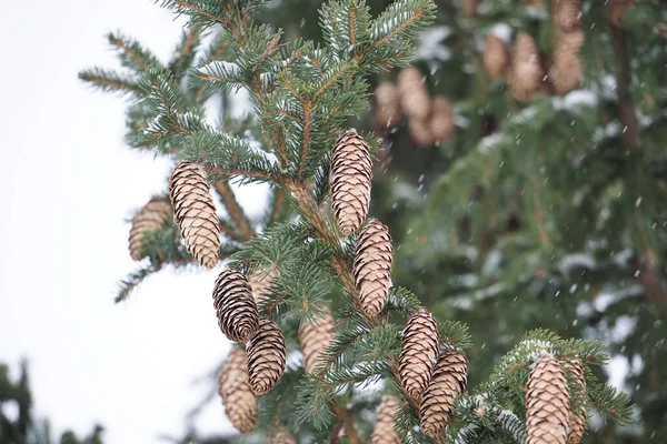 Branches Fir Trees Snow — Stock Photo, Image