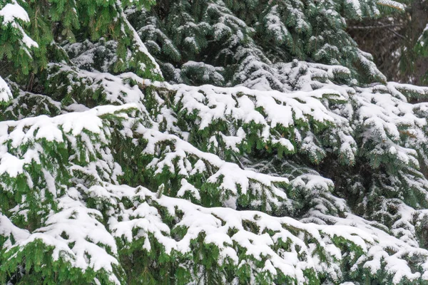 Karda köknar dalları