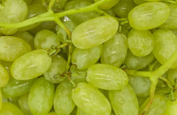 Racimos Uvas Verdes Con Gotas Agua Textura Fondo Primer Plano — Foto de Stock