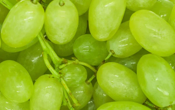 Racimos Uvas Verdes Con Gotas Agua Textura Fondo Primer Plano — Foto de Stock