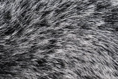 Siyah ve beyaz hayvan tüyü arka plan, gri doğal vizon yün, koyu renkli kürkün yakın çekim dokusu.