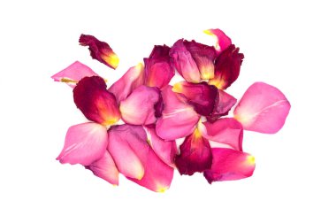 Solmuş kırmızı gül yaprakları beyaz arka planda izole edilmiş. Yakın plan.