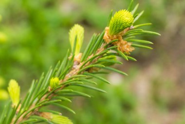 Köknar ağaçlarının yeşil dalları ve genç koniler.