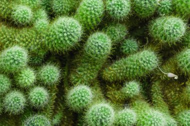 Yeşil kaktüs arka plan dokusu