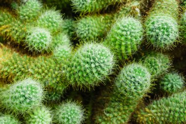 Yeşil kaktüs arka plan dokusu