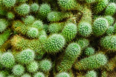 Yeşil kaktüs arka plan dokusu