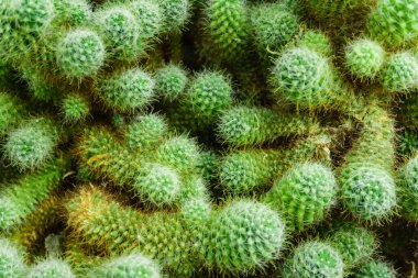 Yeşil kaktüs arka plan dokusu